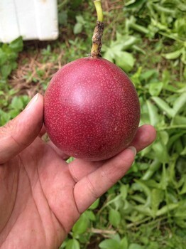 百香果基地批发广西百香果完熟的大红水果