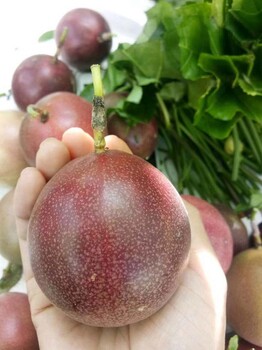 百香果紫香一号今年批发广西百香果多少钱一斤