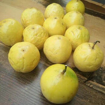 广西芭乐黄金百香果今年种植的百香果苗结果成熟批发销售