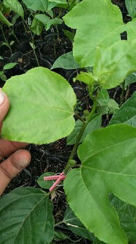 芭乐黄金百香果种植苗批发网狼农业百香果种植基地批发