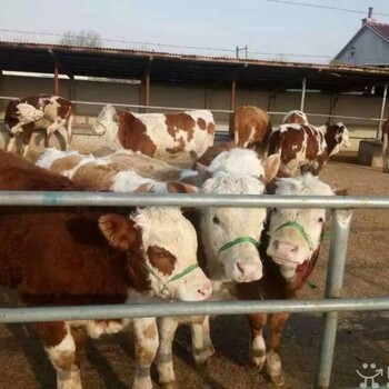 2017肉牛养殖技术及饲料配比：山东万头肉牛犊出售