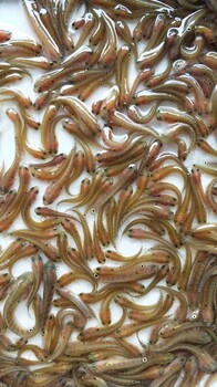 鱼苗-雷龙山斑鱼价格-各地养殖·孵化场采购价格-易养易打理品种