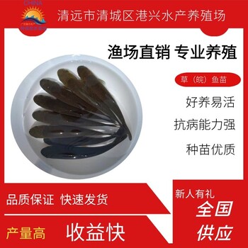 江西金草魚花星河豚魚苗批發(fā)網(wǎng)_創(chuàng)新水產(chǎn)