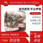 虾苗澳洲大龙虾苗人工养殖龙虾鱼苗批发基地淡水鱼苗批发