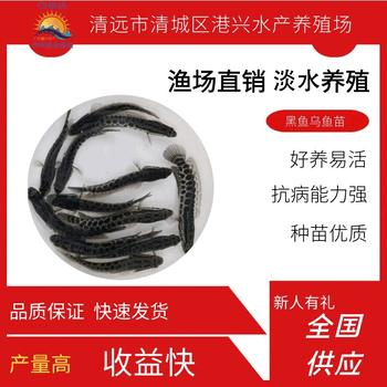 江西生魚烏魚黑魚魚苗_創(chuàng)新水產(chǎn)