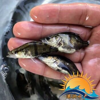 魚苗買賣梅州桂花魚苗翹嘴鱖魚苗廣東范圍24小時(shí)送貨上門