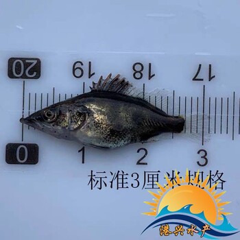 桂花鱼苗价格_珠海桂花鱼苗澳洲龙虾苗刺鳅苗批发价格