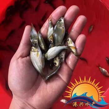 夏花魚(yú)苗出售_鯉魚(yú)苗出售_觀賞鯉魚(yú)苗價(jià)格_放生鯉魚(yú)苗價(jià)格