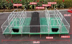 猪哈哈高培母猪产床双体产床猪床批发供应养猪设备图片3