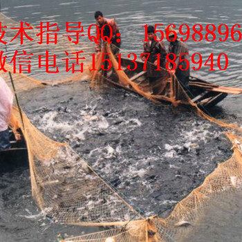 水產(chǎn)養(yǎng)魚用em菌液怎么調(diào)節(jié)ph值