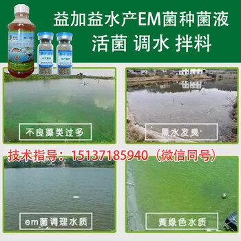 EM菌池塘養(yǎng)殖螃蟹高溫可以用嗎