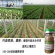 蘑菇营养液在种植蘑菇各个阶段的用法用量图片