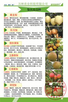 翠玉梨梨樹苗批發(fā)價格、翠玉梨梨樹苗到那里買