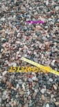 滨州天然鹅卵石永顺天然砾石供应商图片4