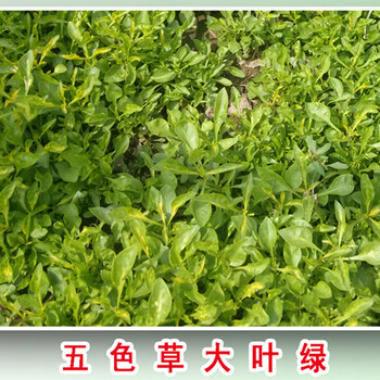 五色草種植基地設(shè)計制作立體花壇植物綠雕水泥雕塑