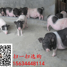 巴马香猪价格,小香猪多少钱一斤,贵州香猪养殖场