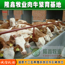 广安市肉牛价格