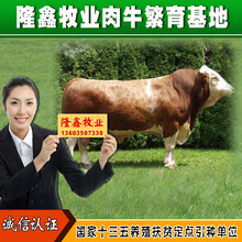 西门塔尔牛犊优良肉牛量大优惠