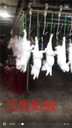 廠家專業(yè)安裝獺兔宰殺線