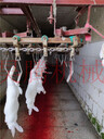 兔子宰殺流水線的價格