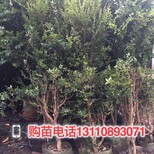 深圳市可以种植树葡萄嘉宝果可以盆栽嘉宝果嫁接图片南方树葡萄苗木图片4