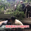 徐闻县嘉宝果苗是什么样子的树葡萄嘉宝果适宜生长的温度树葡萄树价格哪家便宜