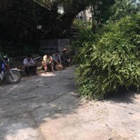 深圳市可以种植树葡萄嘉宝果可以盆栽嘉宝果嫁接图片南方树葡萄苗木图片5