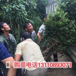 深圳市可以种植树葡萄嘉宝果可以盆栽嘉宝果嫁接图片南方树葡萄苗木图片2