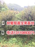 梅州市树葡萄北京台湾树葡萄果实生长在什么地方图片1