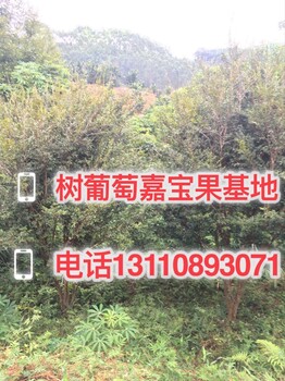 内江市树葡萄树苗图片大全成熟期