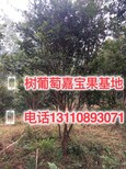 梅州市树葡萄北京台湾树葡萄果实生长在什么地方图片3