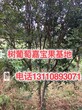 东莞市20年树葡萄多少钱一棵种植技术图片