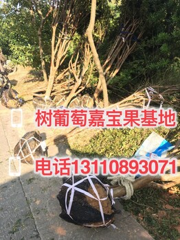 南宁市树葡萄种苗批发基地几月开花