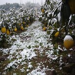 揭阳市台湾树葡萄种植批发树葡萄苗多少钱一珠种植技术图片4