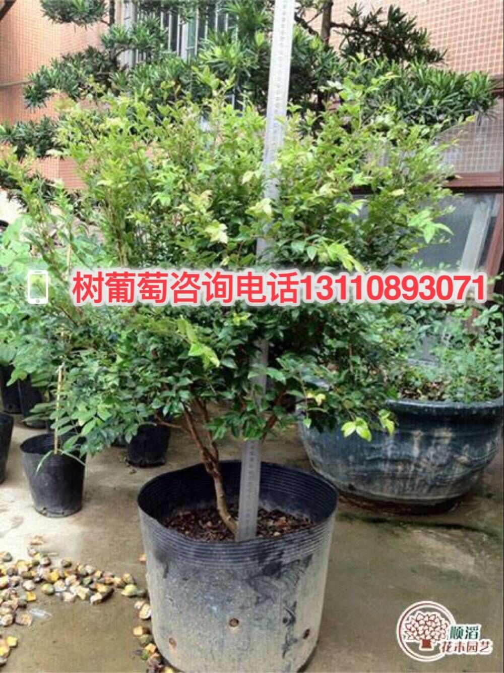 云南省保山市樹葡萄1公分銷售價樹葡萄1公分加工