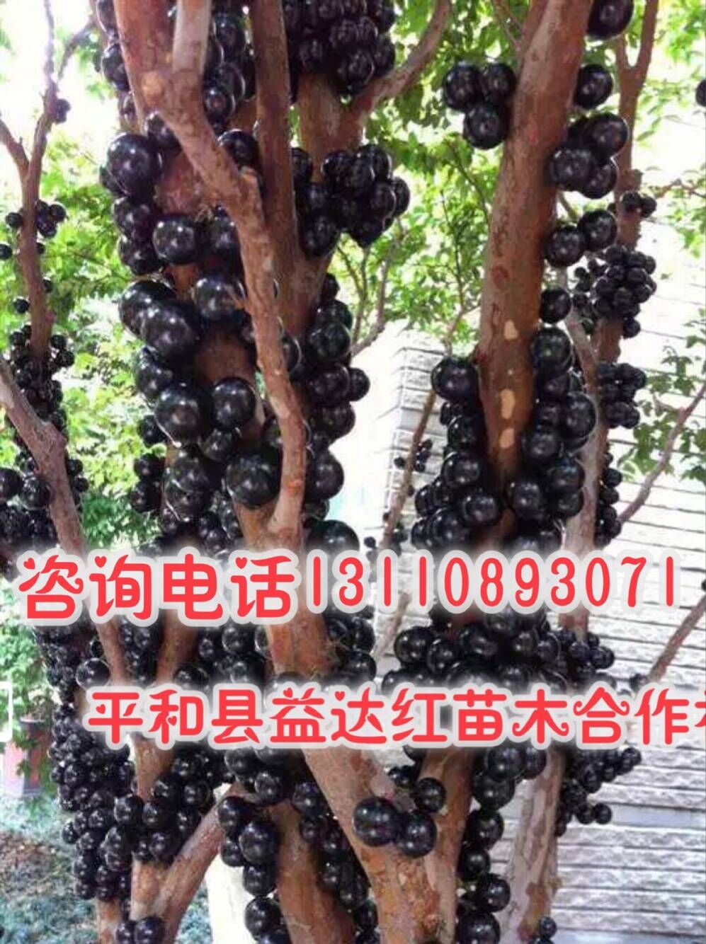 哈密地區(qū)益達合作社樹葡萄7年樹生產(chǎn)樹葡萄7年樹的作用