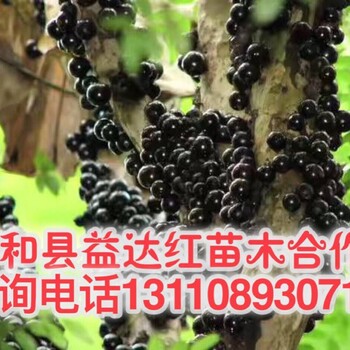 湖南省怀化市树葡萄果树盆栽分类树葡萄果树盆栽哪个品种好.