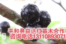 湖南省张家界市嘉宝果的盆栽种植方法基地介绍图片1