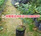 岳阳市嘉宝果树种植技术修剪求购