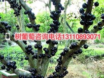 梅州市嘉宝果泡酒作用制作图片3