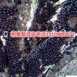 广西壮族自治区来宾市浙江树葡萄种植基地批发商