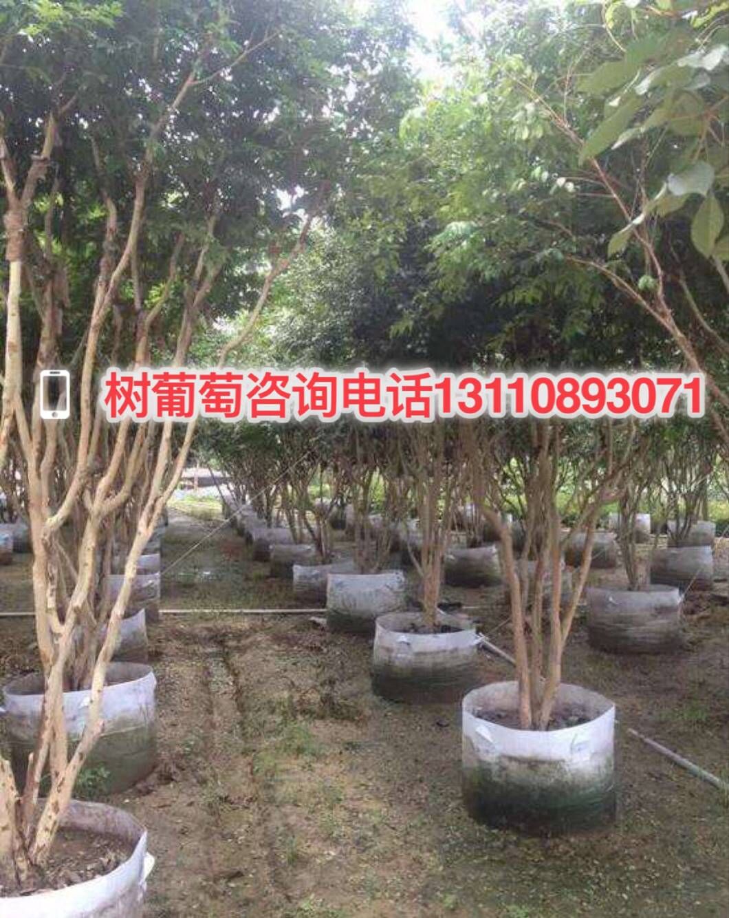 江苏省泰州市益达合作社2公分嘉宝果树哪好多少钱2公分嘉宝果树什么价位