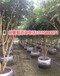 安徽省黄山市树葡萄果苗新行情树葡萄果苗生产基地