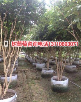 常德市四川省嘉寶果樹苗是什么品種