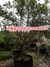 安徽省滁州市益达合作社树葡萄小苗制造商树葡萄小苗加工