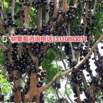 廣東省東莞市嘉寶果樹壽命如何?嘉寶果的功效與作用