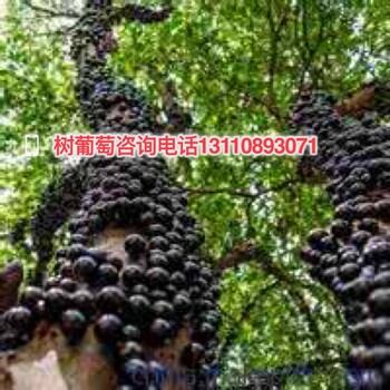 江蘇省連云港市益達(dá)合作社嘉寶果掛果樹(shù)四季結(jié)果嘉寶果掛果樹(shù)