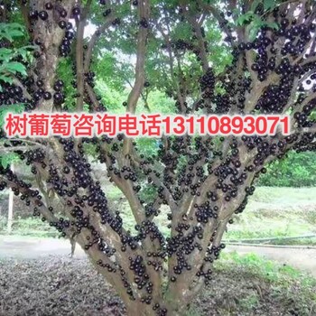 欽州市樹葡萄嘉寶果水果新鮮有賣