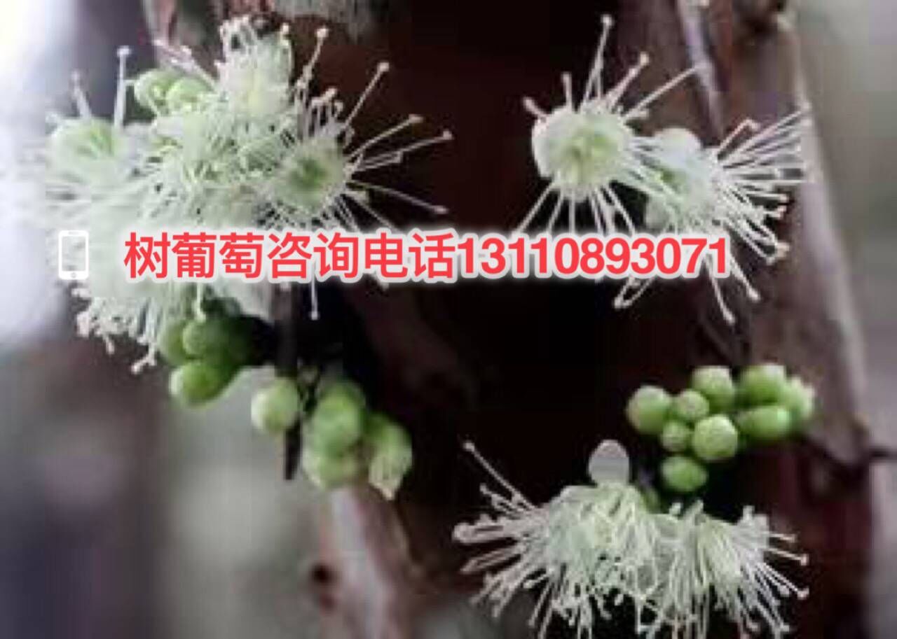广州市嘉宝果大树嘉宝果果实多少钱一斤