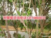 贺州市嘉宝果树苗南方四季树葡萄就是嘉宝果吗